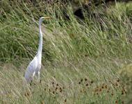 Great Egret 5070